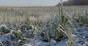 Укргидрометцентр не увидел угрозы вымерзания озимых из-за резкого похолодания