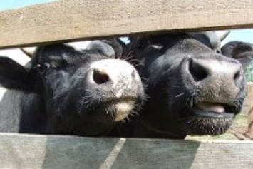 Что нужно знать о лейкозе крупного рогатого скота: Госпродпотребслужба Доброполья