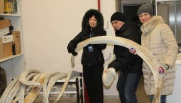 С Чукотки доставили в Калининград 14-метрового серого кита