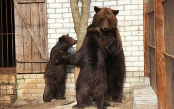 Медведей из херсонского зооуголка переселят в Галицкий национальный природный парк