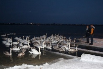 Спасатели вручную разбивают лед на "лебедином озере" под Евпаторией, спасая птиц (ФОТО, ВИДЕО)