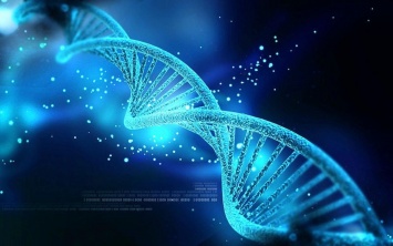 По ДНК можно определить, на ком женится мужчина - Ученые
