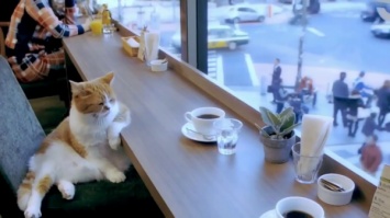 В Туле откроется первое кафе с услугой кототерапии «Кошки в окошке»