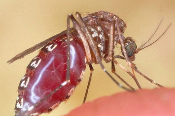 Ученые изобрели действенную вакцину от малярии