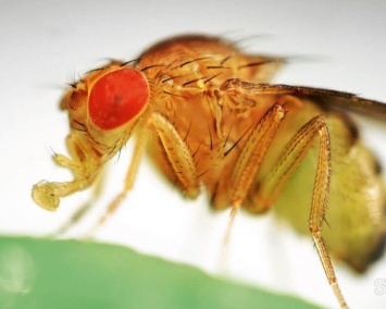 Ученые установили, чем глобальное потепление опасно для насекомых