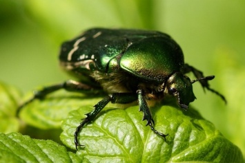 Из-за глобального потепления насекомые стали хуже размножаться, - ученые