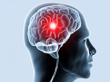 Исследователи назвали эффективный способ развития головного мозга