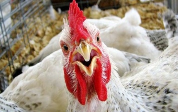 Беларусь запретила импорт птицы из Украины и еще нескольких стран