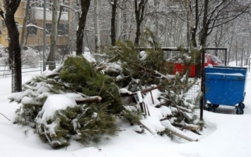 Михаил Лысенко рассказал о судьбе новогодних елок