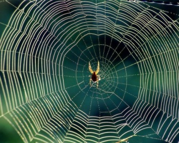 Ученые разработали прочную исскуственную паутину