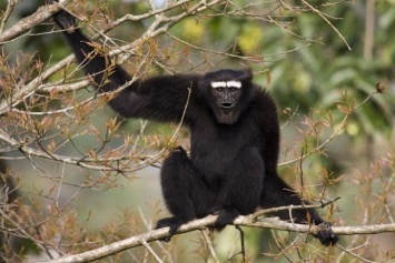 Новый вид обезьян назвали в честь джедая
