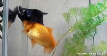 Смотрите, как золотая рыбка помогает своему другу в аквариуме!