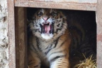В зоопарк Харькова привезли амурского тигра