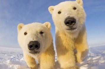 Ученые: Перепись белых медведей поможет в их сохранении