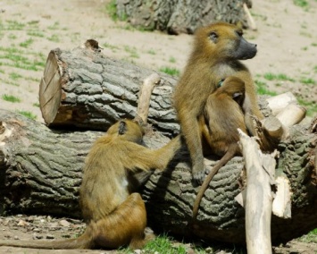 Ученые нашли говорящих обезьян