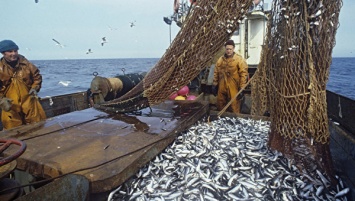 Рыболовы Крыма на треть увеличили вылов морских биоресурсов