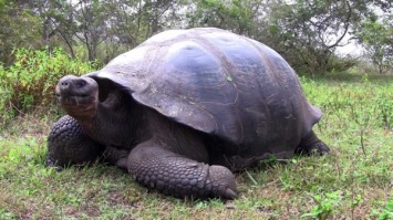 В США 68-килограммовая домашняя черепаха спровоцировала пожар в двух домах