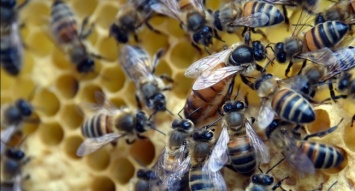 В Европе запретят пестициды из-за пчел