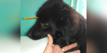 Под Ростовом врачи спасли собаку с металлической трубкой в голове