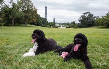 Собака Обамы покусала гостью Белого дома? СМИ