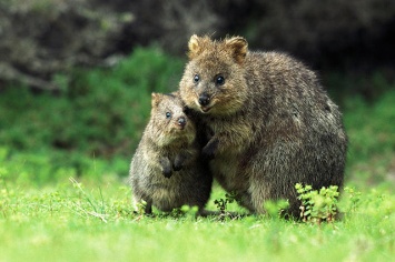 В Австралии все ищут большую крысу - она сбежала из парка на острове