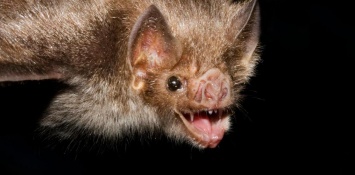 Летучие мыши-вампиры в Бразилии распробовали кровь людей, - ученые
