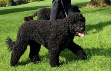 Собака Барака Обамы атаковала 18-летнюю гостью Белого дома