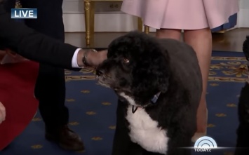 Собака Обамы укусила девушку, пытавшуюся ее поцеловать