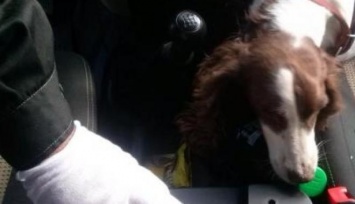 Под Харьковом служебный пес нашел наркотики в трусах пассажира автобуса