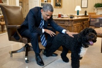 Собака Обамы покусала посетительницу Белого дома