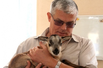 Пополнение в Одесском зоопарке: на свет появился детеныш камерунских овец