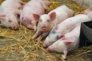 Ситуация по африканской чуме свиней на Украине - угрожающая!