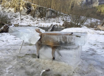 В Германии в глыбе льда на реке Дунай обнаружили лису