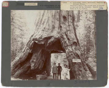 130 лет назад они проделали дыру в 1000-летнем дереве. Но недавно случилось кое-что печальное