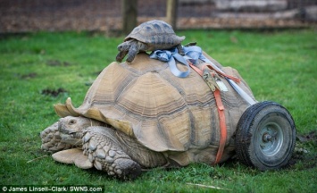 Пострадал ради продолжения рода: 22-летний самец черепахи после бурного секса заработал ранний артрит и "пересел" на колеса