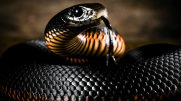 10-летнего мальчика в Австралии укусила незнакомая змея