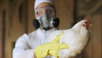 Продавец уток в Китае умер от птичьего гриппа