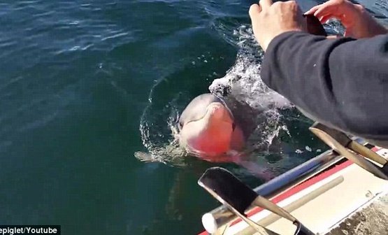 Дельфин стал звездой интернета, попытавшийсь отобрать телефон у рыбака (ВИДЕО)