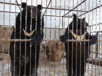 Как медведи и львы в запорожском зоопарке на снег реагируют (ФОТО)