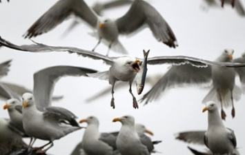 В Нью-Йорке убили 70 тысяч птиц для безопасных полетов