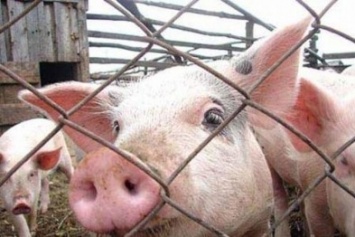В Запорожскую область свиней без документов не пускают