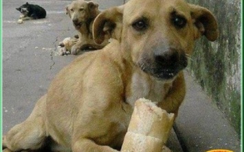 На Николаевщине бесплатно стерилизуют собак