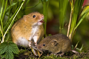 Ученые с помощью лазера превратили мышей в безжалостных хищников