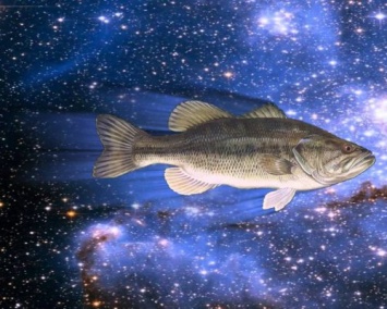 Ученые рассказали, для чего впервые отправили рыб в космос
