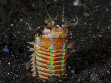 Учеными обнаружен трехметровый червь, поедающий морских обитателей