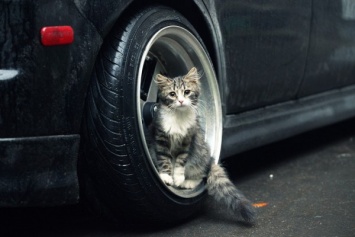 В Ростове-на-Дону автоледи на глазах детей совершила умышленный наезд на котенка