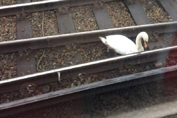 Птицы на работу не спешат. В Лондоне лебедь вышел на рельсы и остановил движение поезда