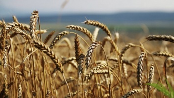 В Китае археологи нашли зерна пшеницы с возрастом почти в 3 тысячи лет