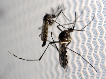 Направленная мутация защитила комаров от вируса денге