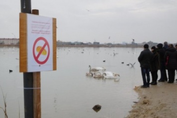 На "лебедином" озере под Евпаторией установили таблички с просьбой не кормить птиц хлебом (ФОТО)